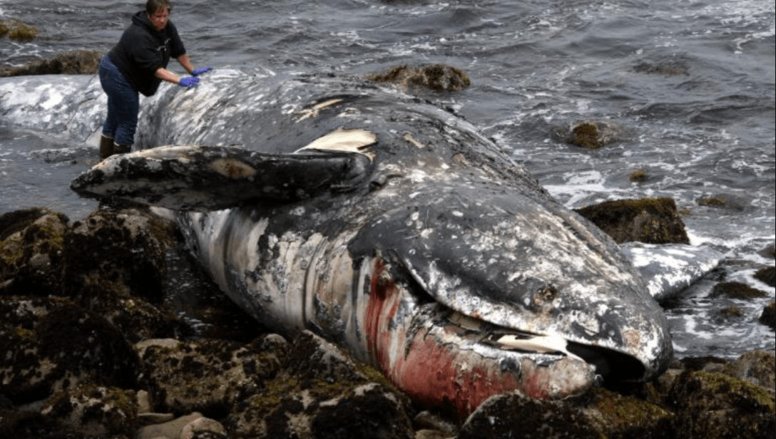 Catlord568's tweet photo. @Peacevoter @C_Nico70 @20Leen20 @SeaShepherdPaul @RJ85Avro @Nenagh9 @Oop2Alley @seashepherd_uk
THE PERFECT PAIR DOLPHIN TRILOGY GIVES A PLATFORM TO DR REESE HALTER - CLIMATE VICTIMS: WHALES AND SHARKS - The Perfect Pair: The Dolphin Trilogy Book Series https://t.co/ApXFv0wCWT https://t.co/URBsYUNlgx