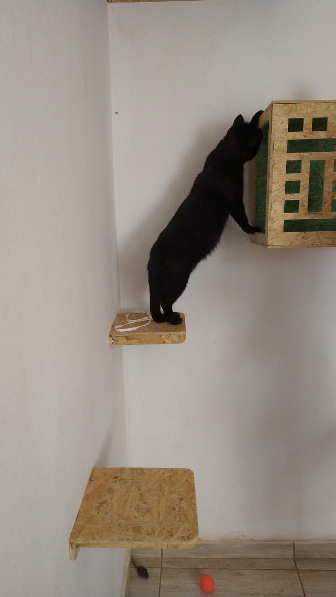 phdelfino's tweet photo. Mais um ambiente gatificado com sucesso! ππ π»πΈπΊπ π
#catfication #cats #playground https://t.co/ZPw5T574Sp