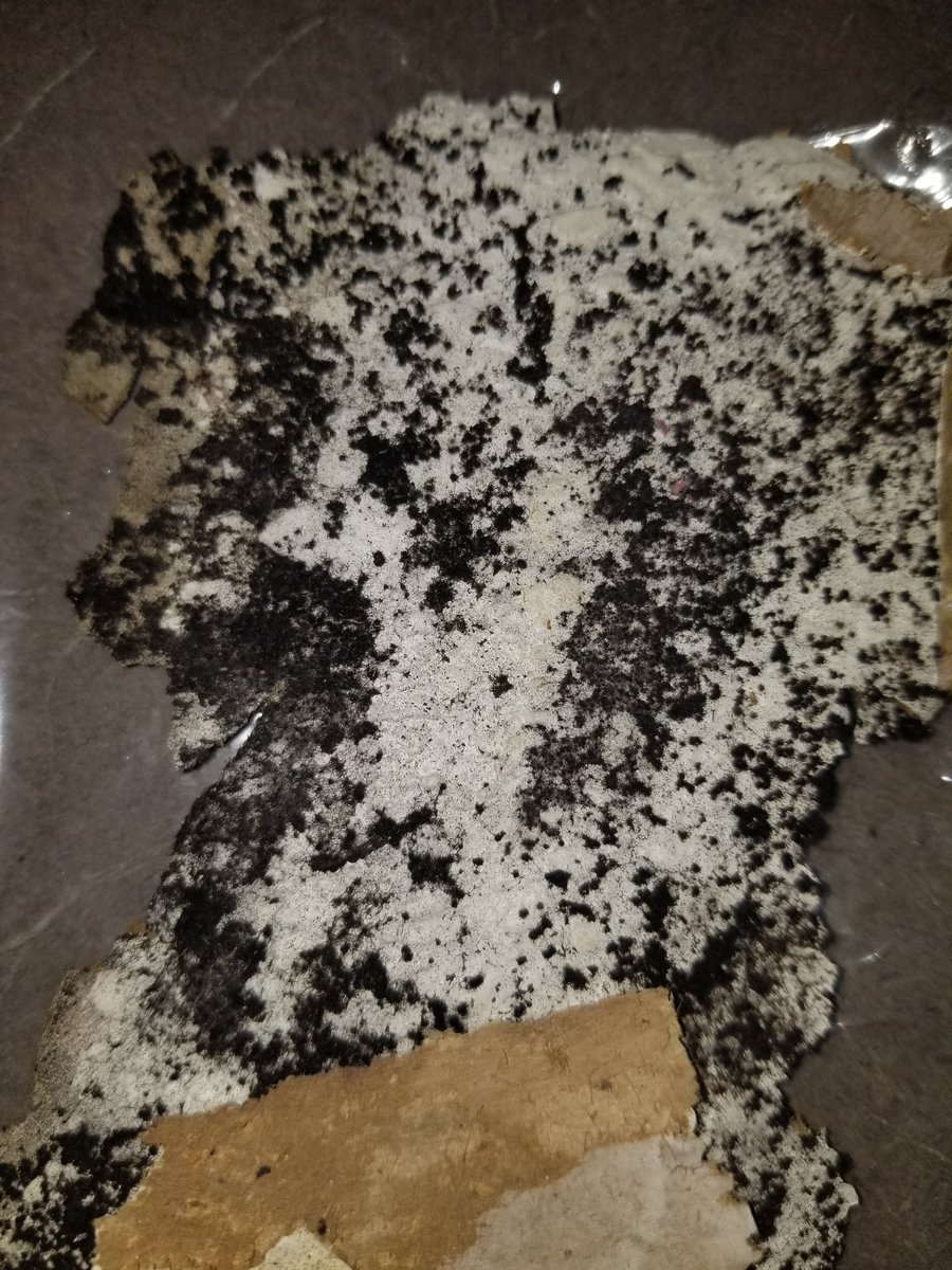 LauraGellerTV's tweet image. At 11: ‘We think we’re going to get this fixed’ Congress continues to address concerns military families brought to @wusa9. They're hoping to protect military fams from dangers inside their homes, including mold, lead paint &amp;amp; rodents, &amp;amp; address the health impacts of living there.