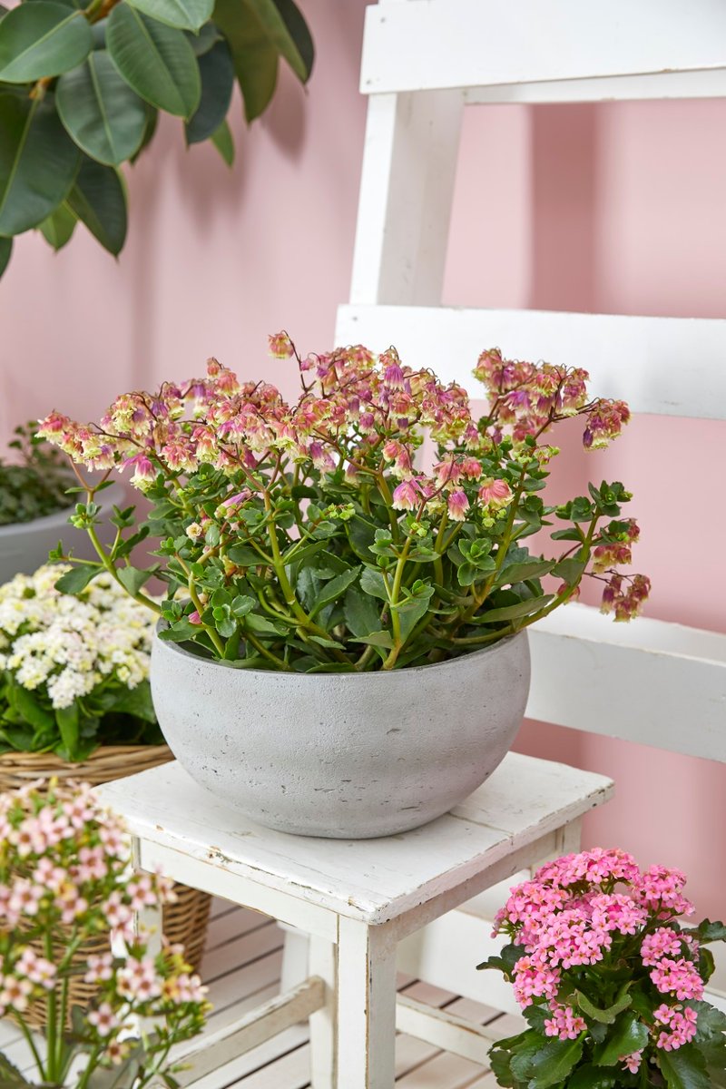 Morgen maken we de winnaar van onze Instagram winactie bekend. Hou ons in de gaten! 😎💝⁠
.⁠
.⁠
.⁠
#win #AlwaysKalanchoe #Kalanchoe #woestijnroos #AltijdKleurrijk #altijdMakkelijk #alwayscolourful #easycare #AltijdGezellig #vetplant #vetplantmetbloemen #potbloeier #