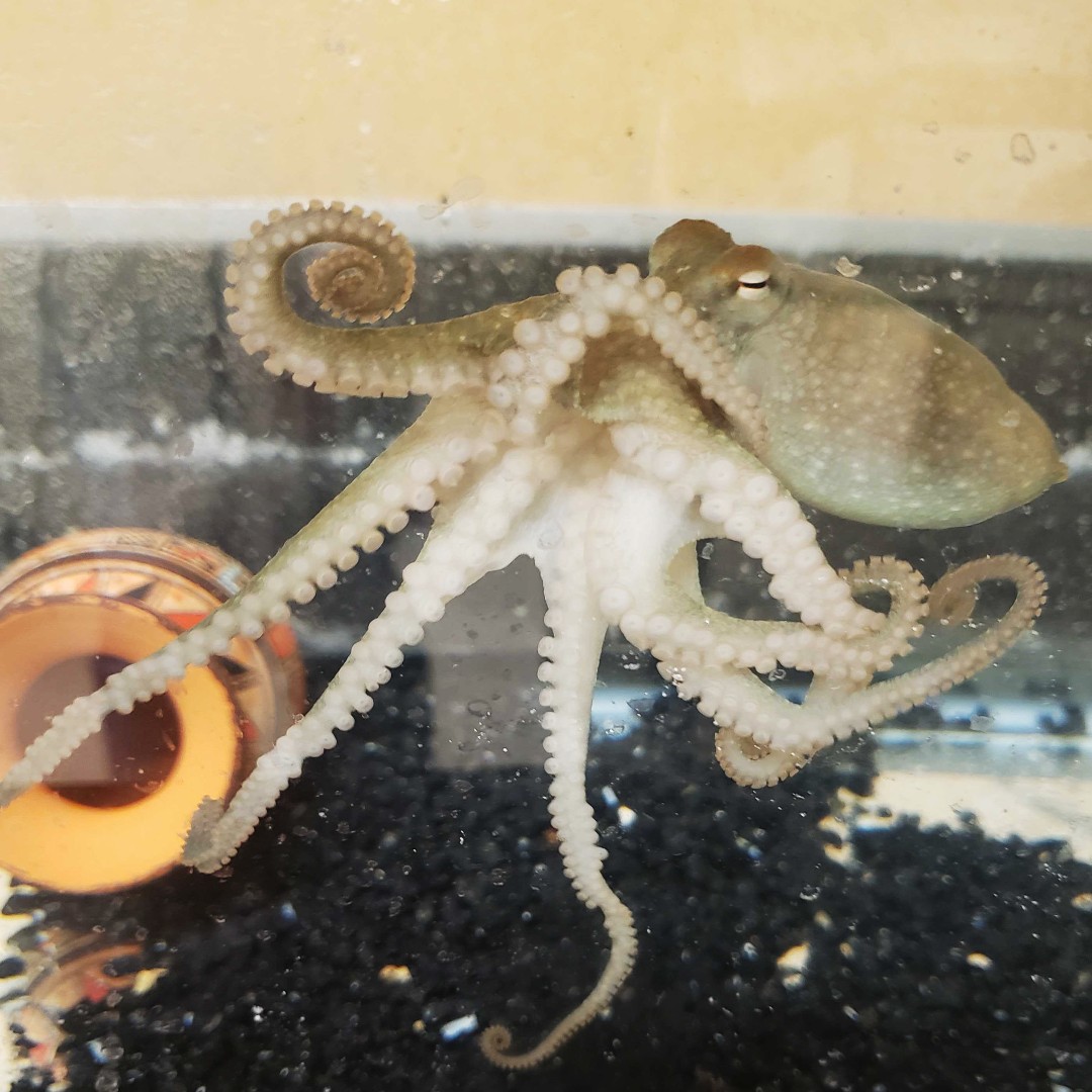 This is the octopus equivalent of a teenager. About 5 months old, they are often shy, but this gregarious guy tried to get our attention by squirting water at us. Probably a direct call for more crabs 🦀
#TypicalTeenagers #glamshot #nostalgia #octopus