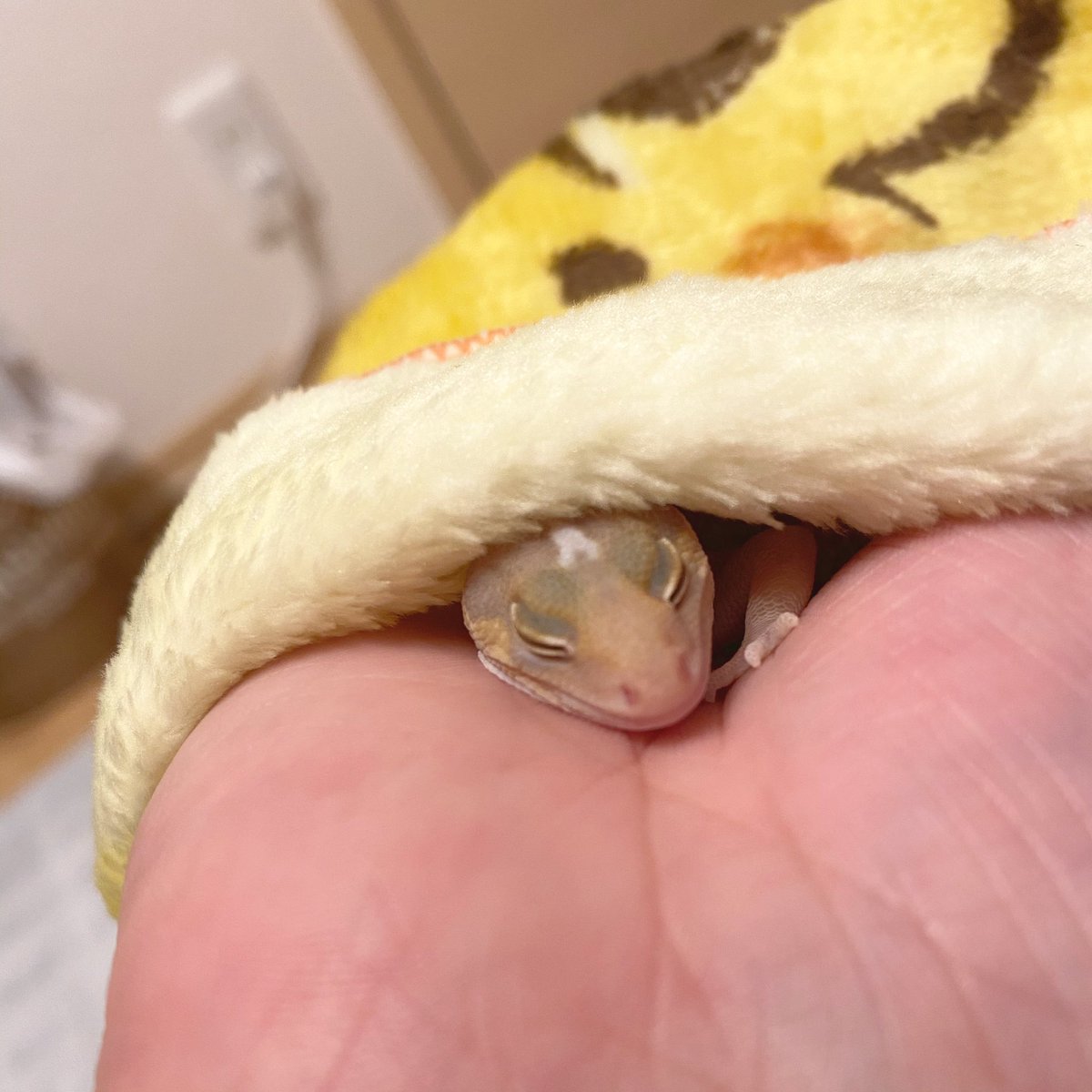 bsg_gecko's tweet photo. かわいいしか言えない🥺
#ニシアフ
#レオパ
#��シアフリカモドキ
#レオパードゲッコー
#爬虫類 https://t.co/zlLak07i0x