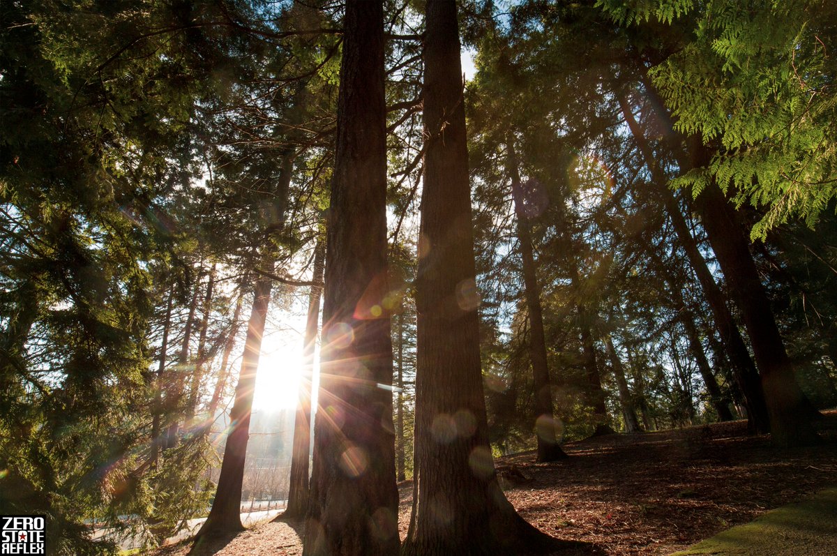 ZeroStateReflex's tweet photo. Beautiful Trees, Mathews Beach, Seattle
That Sun this weekend felt amazing,..
#beautifultrees #mathewsbeach #seattle #zerostatereflex #canon #5dmark3 https://t.co/tunmSXf1kt