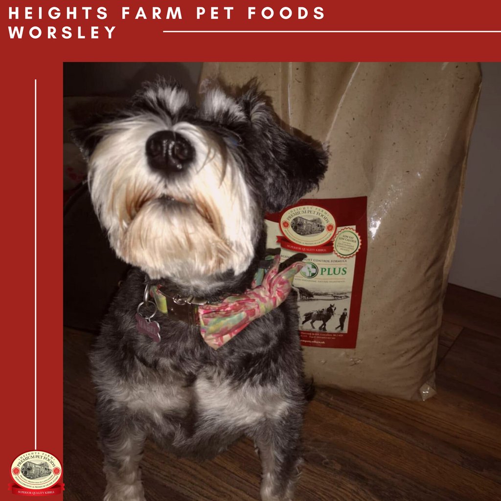 Meet Eric &amp; Mabel, 2-year-old Schnauzers. After a sample of our Dietary Plus range, Eric and Mabel have now received a free delivery to the door of our 15KG sack. 
Does your dog need help to lose the Christmas pounds? get in touch with us!
heightsfarmpetfoods.co.uk