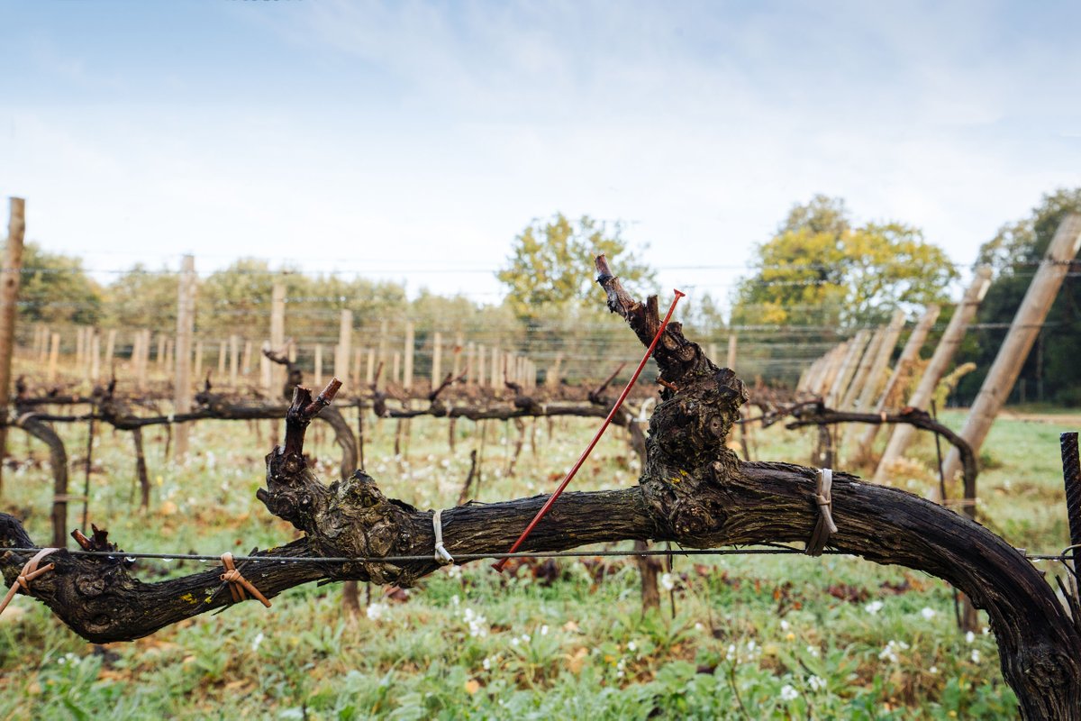 Proper #pruning is an essential winter task that impacts where and how densely the grapes will grow, thus having a direct impact on the quality of the most important final result: our #wine.