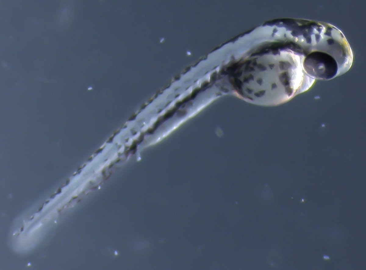 Plastics in the Environment Research Group (@plasticsenvres) on Twitter photo This week’s #MondayMotivaton <a href="/Victoriafscott_/">Victoria Scott</a> says
Ensuring the effect of plastic pollution is correctly understood motivates me to investigate the role chemicals leached from plastics play within embryonic development of aquatic organisms <a href="/EEIatHull/">Energy and Environment Institute</a> <a href="/bedform/">Prof. Dan Parsons @LboroUniversity 🌏💧🛰🌊⚽️🏏⛳🏈</a> <a href="/cathwaller/">cath waller</a> This week’s #MondayMotivaton <a href="/Victoriafscott_/">Victoria Scott</a> says
Ensuring the effect of plastic pollution is correctly understood motivates me to investigate the role chemicals leached from plastics play within embryonic development of aquatic organisms <a href="/EEIatHull/">Energy and Environment Institute</a> <a href="/bedform/">Prof. Dan Parsons @LboroUniversity 🌏💧🛰🌊⚽️🏏⛳🏈</a> <a href="/cathwaller/">cath waller</a>