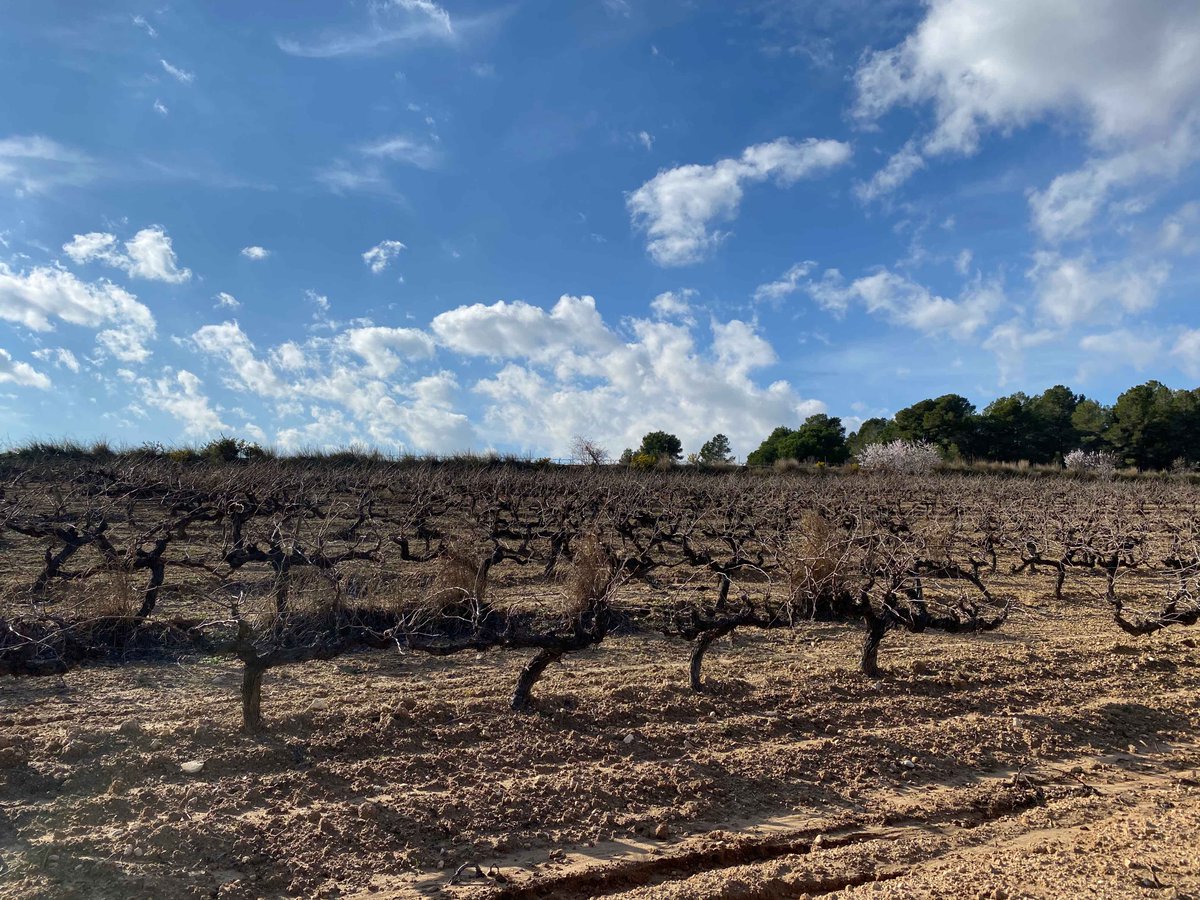 pinordwinery's tweet photo. ✂️ Avui 25 de gener, dia arrel, toca podar la vinya de #chardonnay amb la qual elaborem la nostra #LLunaPlena! Sempre seguint la nostra petita bíblia: el calendari de la #MariaThun.
#pinord #pinordwinery #pinordwines #biodinamic #biowines https://t.co/MtcM0sKcgS