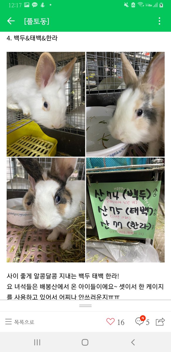 Lona85849258's tweet photo. 수원 토끼전문보호소 꾸시꾸시에서 60 마리 정도의 순하고 이쁜 아이들이 가정을 기다려요!~ 보호중이라고 해서 입양/임보를 주저하지 말아주세요! 한 아이를 데려가면 두 아이를 살릴수있어요!~ RT 부탁드려요♡ 봉사도 환영♡ https://t.co/lLQxEMPrKq https://t.co/ud4uDu7ElJ