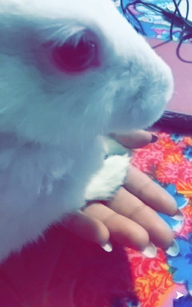 Riddhiverma16's tweet photo. I don't know...why!! But i love her...the most😂😂💕💕🙈🙈
.
.
.
#likeforlike #bunny #love https://t.co/xJDdNgACAQ