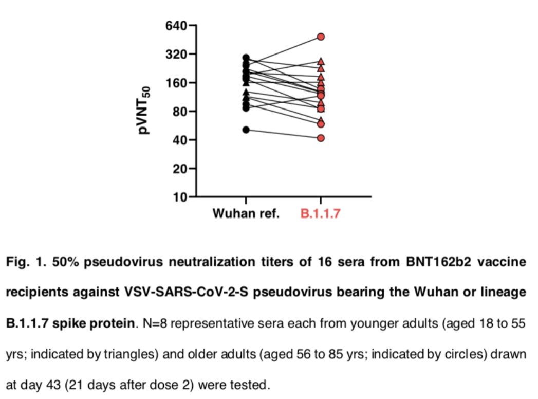 19) For the Pfizer vaccine  #B117 mutation, there are conflicting studies—Pfizer/BioNTech’s own study shows no drop in B117 neutralization (left), but the  @GuptaR_lab study of Pfizer vaccinated patients shows a 3.8-fold drop (right). Trying to figure out why divergent results.