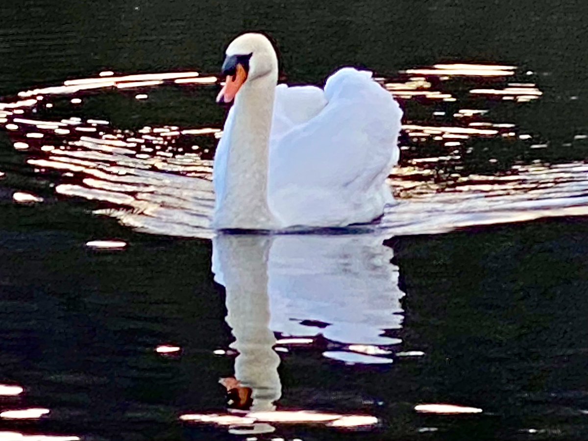 Awaiting the human who attends to my needs after a very cold night indeed... #Monday #Grasmere #LakeDistrict #DailyLakes #Swan @faerymere @ThePhotoHour @StormHour @cumbriawildlife
