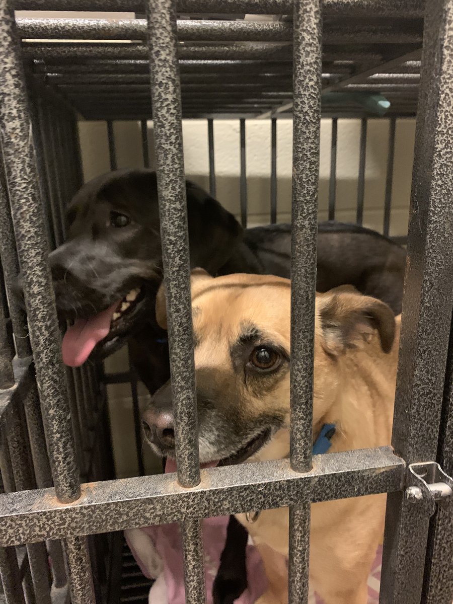PlainfieldILPD's tweet photo. These two girls were found near Four Seasons park. Both females, no microchips, both have blue collars with no tags. Very friendly and want to get back home before the snow comes! 

Please call (815) 436-2341 if you are missing these 2 beauties! https://t.co/xq1SHjdJuq
