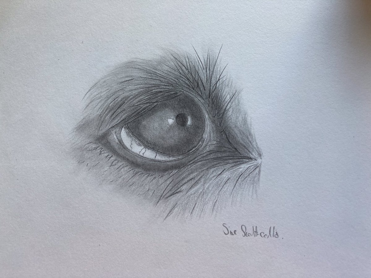 Sue Scott-collis tweet media