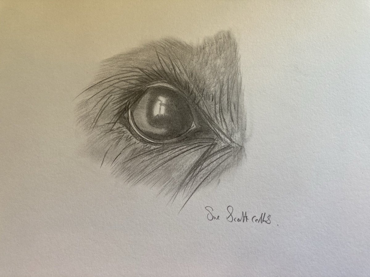 Sue Scott-collis tweet media