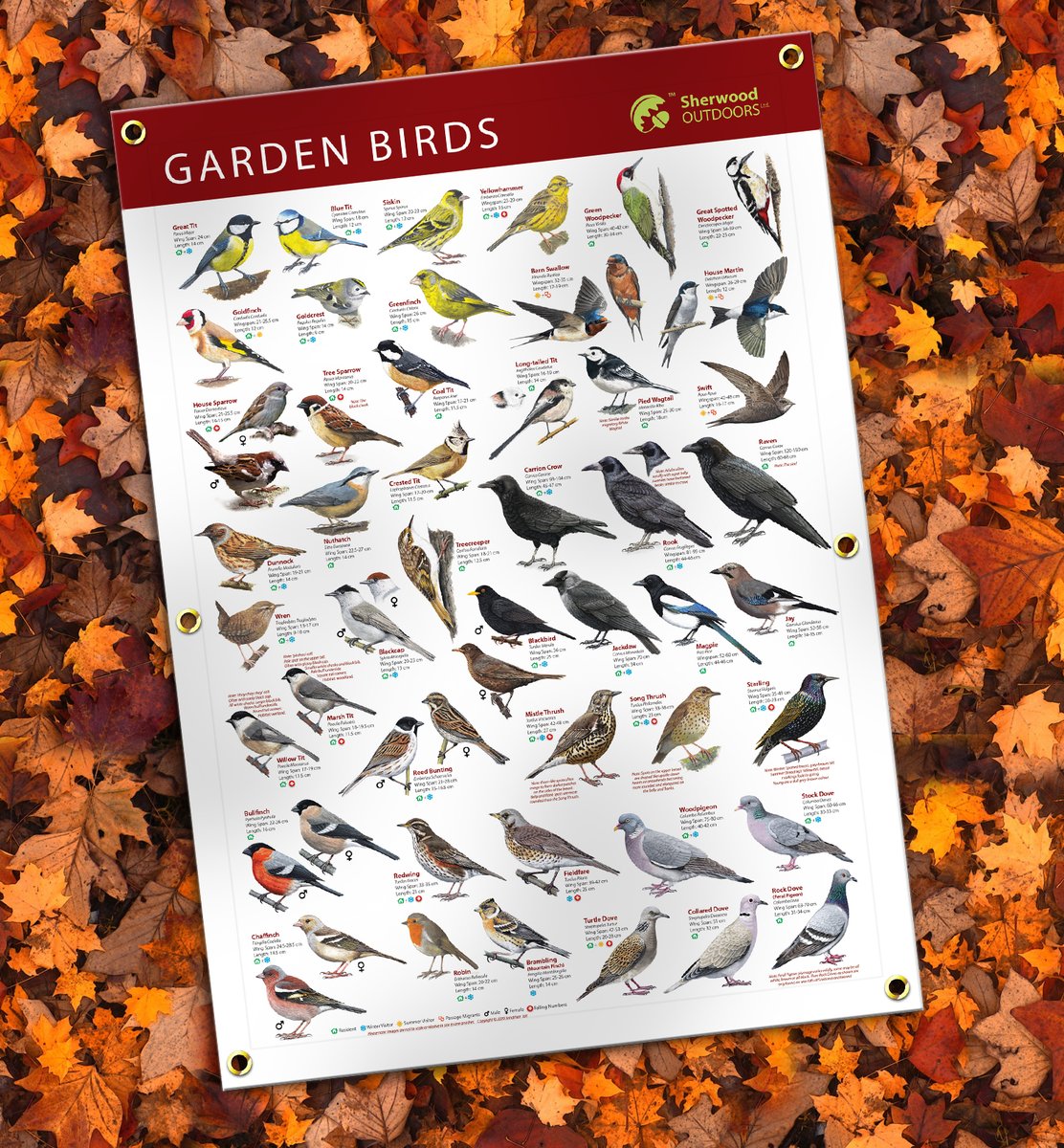 swdoutdoors's tweet photo. All my bird paintings in one place for UK Garden Bird Identification outdoor banner for Schools and outdoor education #outdoorfun #outdoorlearning #forestschool #scouting https://t.co/8iY55ZsnNn https://t.co/9tHUGB496Z