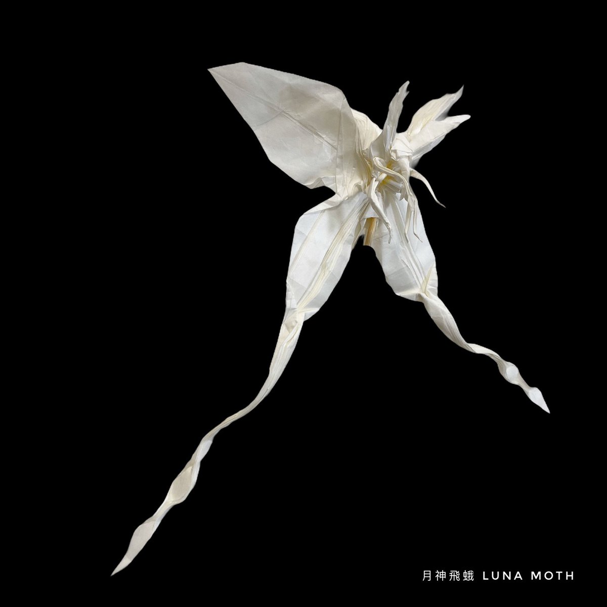 vincentpun2's tweet photo. #lunamoth 
Luna Moth 🦋 Jason Ku 
Uncut Squared Paper 50cm x 50cm

摺完先知係月蛾，已經燒毁😃

#origami #摺紙 #摺紙藝術 #折り紙 #折り紙アート #折り紙リース #折り紙作品 #origamichallenge #origamicharacter #origamiinsect #origamipeople #origamianimal https://t.co/wBhZPrm2x0