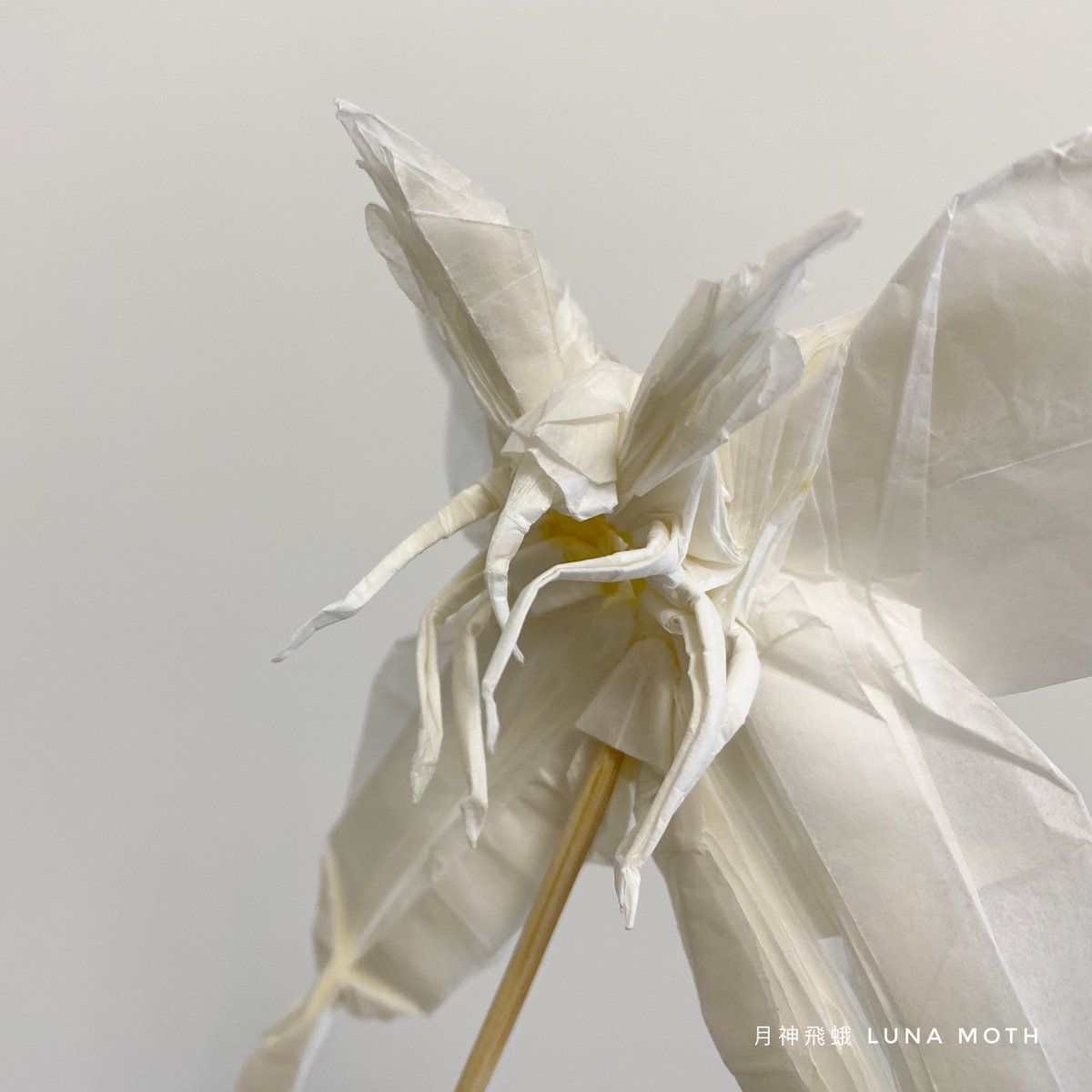 vincentpun2's tweet photo. #lunamoth 
Luna Moth 🦋 Jason Ku 
Uncut Squared Paper 50cm x 50cm

摺完先知係月蛾，已經燒毁😃

#origami #摺紙 #摺紙藝術 #折り紙 #折り紙アート #折り紙リース #折り紙作品 #origamichallenge #origamicharacter #origamiinsect #origamipeople #origamianimal https://t.co/wBhZPrm2x0