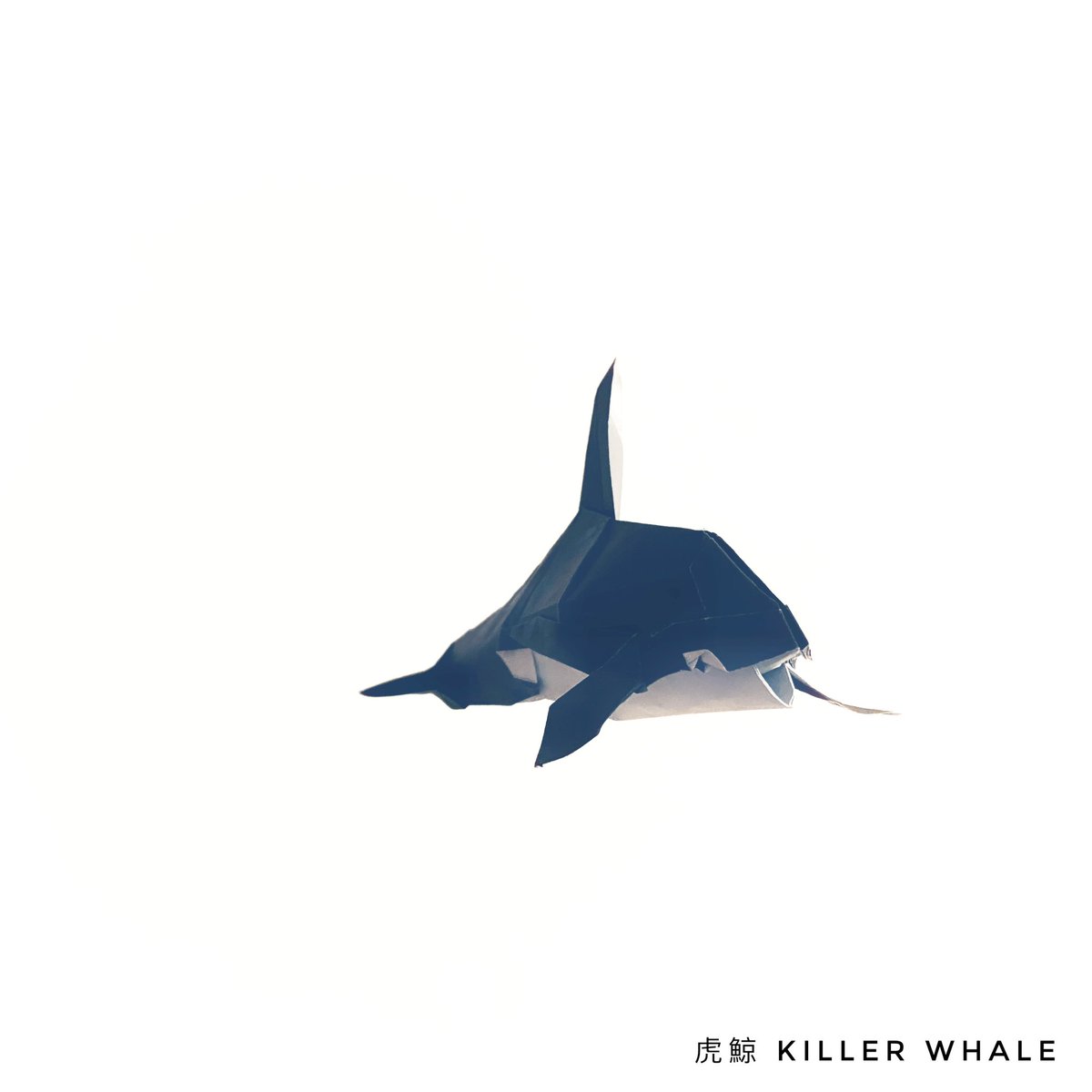 vincentpun2's tweet photo. #killerwhale 
Killer Whale 🐋 Satoshi Kamiya
Uncut Squared Paper 24cm x 24cm

#origami #摺紙 #摺紙藝術 #折り紙 #折り紙アート #折り紙リース #折り紙作品 #origamichallenge #origamicharacter #origamiwhale #origamipeople #origamianimal #tigerwhale https://t.co/xdfb0vrbWu