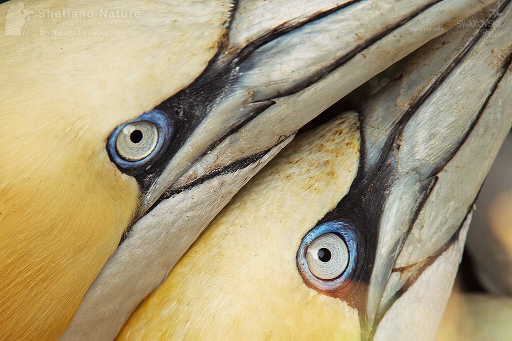 shetlandnature's tweet photo. A gallery of Gannets.
#gannets #Northerngannet #seabirds #shetland #hermanes https://t.co/eqcF462ELL