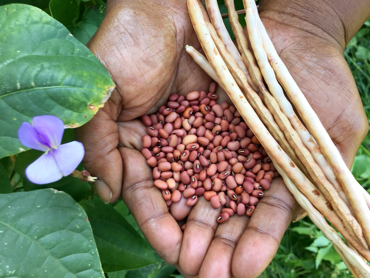 Can you identify a seed variety from your ancestors? Grow your heritage seeds with us!

You still have a chance to apply for a fellowship. Applications are welcome from individuals of any age or background. Growing season will be here soon!

ow.ly/CZo050Dhx8L