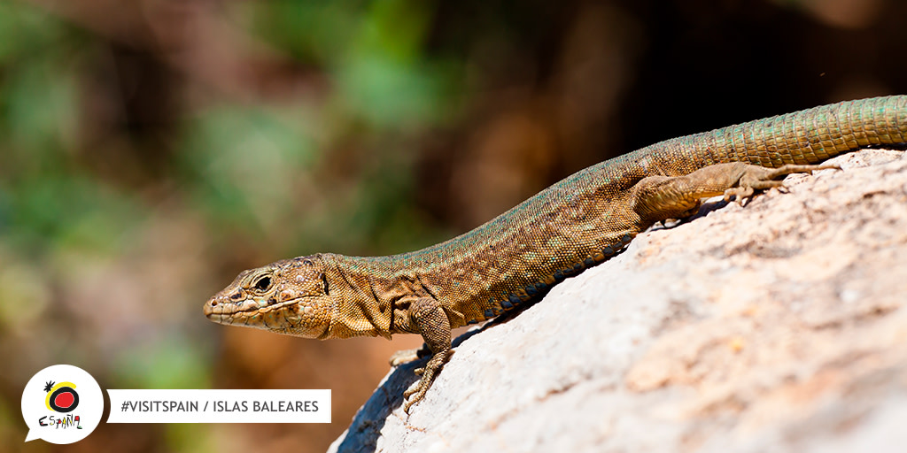 Spain_in_CH's tweet image. Diese Inseln verbergen Ecken von einzigartiger Schönheit,☀ unter anderem #Dragonera oder den Archipel von #Cabrera, Naturreservate, die bis heute praktisch unverändert geblieben sind. 🦎

bit.ly/3qNau6O 👈 

#BackToSpain #SpainNature #Mallorca #Balearen @TurismeBalears