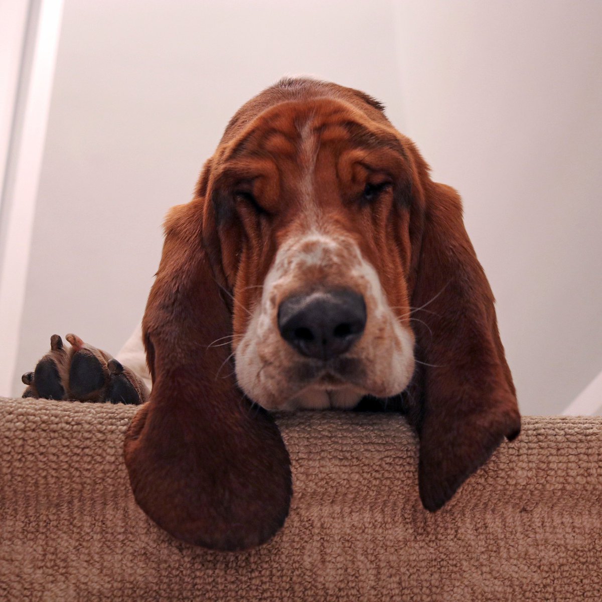 dean_the_basset's tweet photo. avoid eye contact with monday! 🙈 #deantips https://t.co/nTle1ADWNc