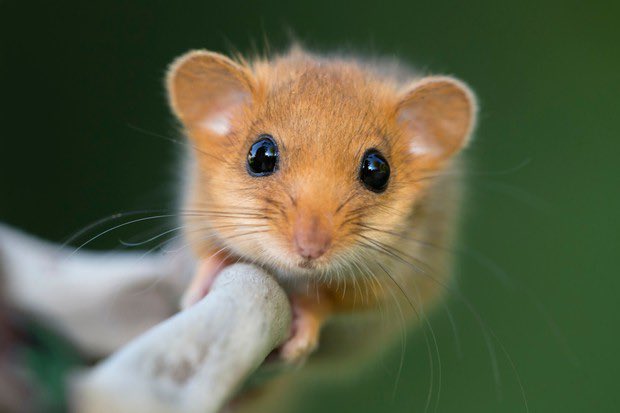 oncloudcanine's tweet photo. dormice appreciation post https://t.co/hvTh7yPL9Y