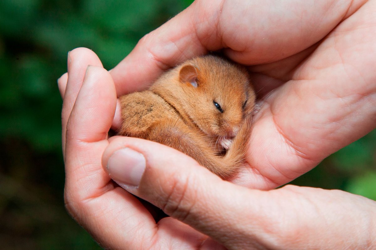 oncloudcanine's tweet photo. dormice appreciation post https://t.co/hvTh7yPL9Y