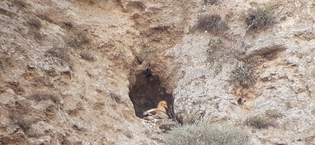 Monitoraggio 2020 di Aquila di Bonelli, Capovaccaio e Lanario: facciamo un po' di conti
#LIFEConRaSi

lifeconrasi.eu/notizie/monito…