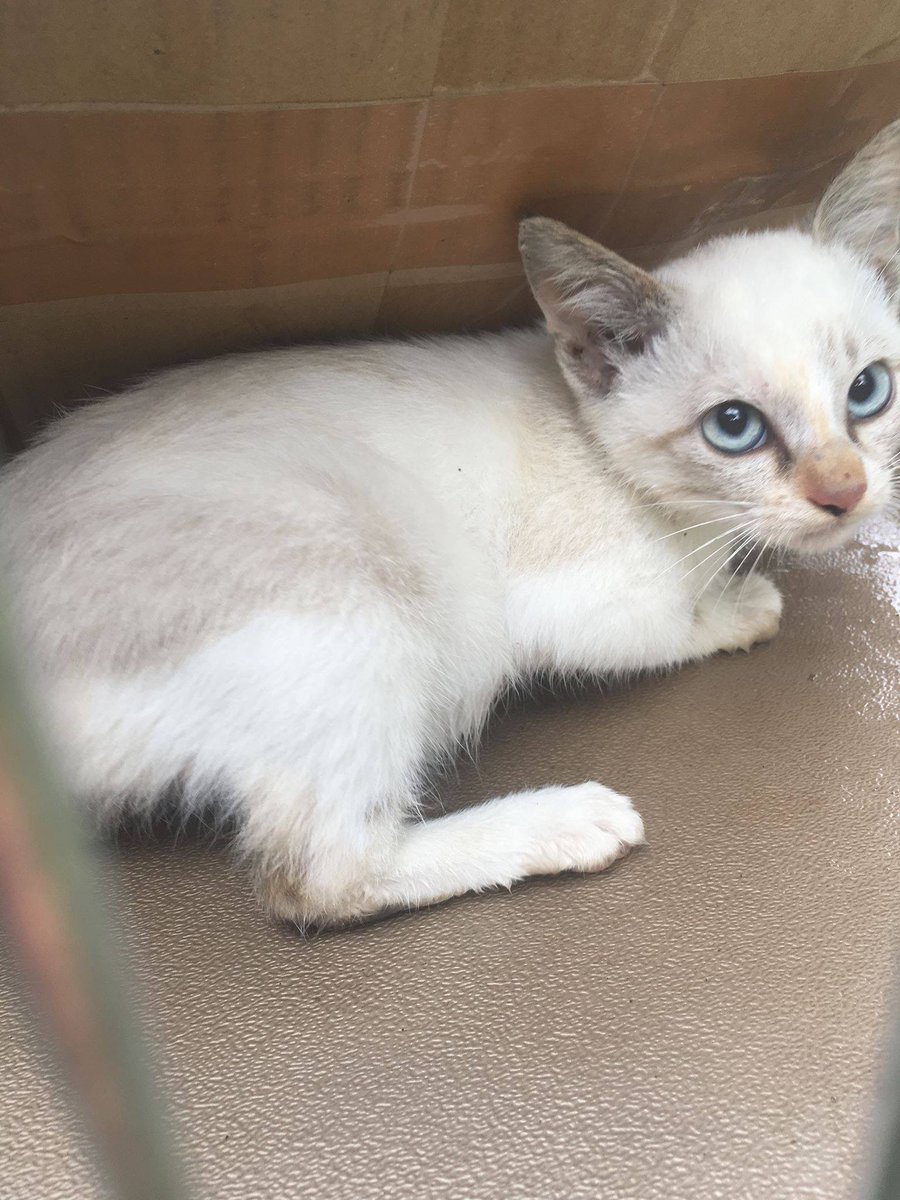 シャムネコ図鑑 三毛シャム キジ三毛シャム 黒三毛シャム Min T ミント