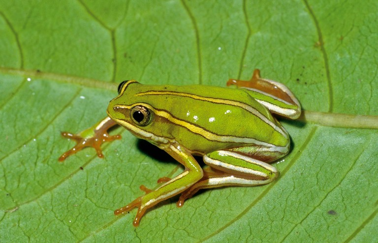 MarkScherz's tweet photo. Today's #FrogOfTheDay is a candidate for the #BestStripes award, and is one of Madagascar's most beautiful frogs: Heterixalus rutenbergi (Boettger, 1881), a reed frog from the central highlands of Madagascar.
#MadagascarFrogs
📸Glaw&Vences/CalPhotos https://t.co/CVk27ugCFs