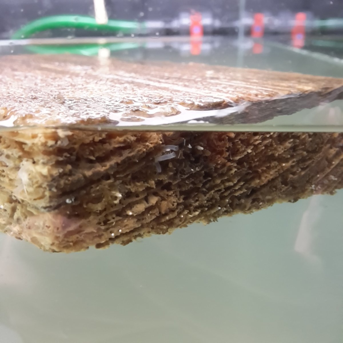 2eAvis's tweet photo. On #MolluscMonday we announce the release of our first sound recording of #shipworm boring sounds. Anecdotes about these sounds have circulated for millennia. 
We can now confirm the #Teredo produce sounds, but we still doubt they were audible. 
@EB_Lab 
https://t.co/L1VjPLTBSu https://t.co/qNE0v5eXk1