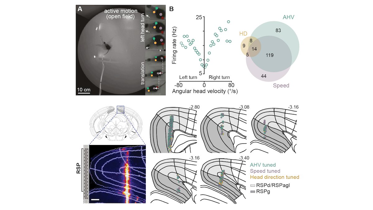 Sepiedeh Keshavarzi (@sepikeshavarzi.bsky.social) (@sepikeshavarzi) on Twitter photo Excited to announce that our pre-print on sensory mechanisms underlying efficient cortical coding of head velocity during navigation is out. Thanks to the team @DrBraincey, Richard Faville, Dario Campagner, <a href="/adamltyson/">Adam Tyson</a>, <a href="/StephenLenzi/">Stephen Lenzi</a>, <a href="/trabranco/">Tiago Branco</a> & Troy Margrie, and to <a href="/SWC_Neuro/">SWC</a>. Excited to announce that our pre-print on sensory mechanisms underlying efficient cortical coding of head velocity during navigation is out. Thanks to the team @DrBraincey, Richard Faville, Dario Campagner, <a href="/adamltyson/">Adam Tyson</a>, <a href="/StephenLenzi/">Stephen Lenzi</a>, <a href="/trabranco/">Tiago Branco</a> & Troy Margrie, and to <a href="/SWC_Neuro/">SWC</a>.