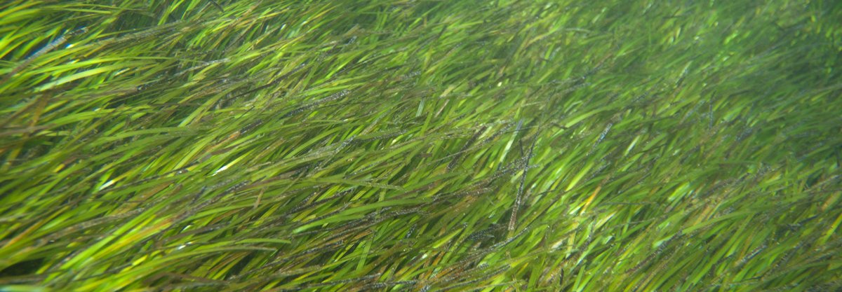 Seagrass is vital in collecting and purging #plastic waste into what are known as Neptune balls. inhabitat.com/seagrass-purge…