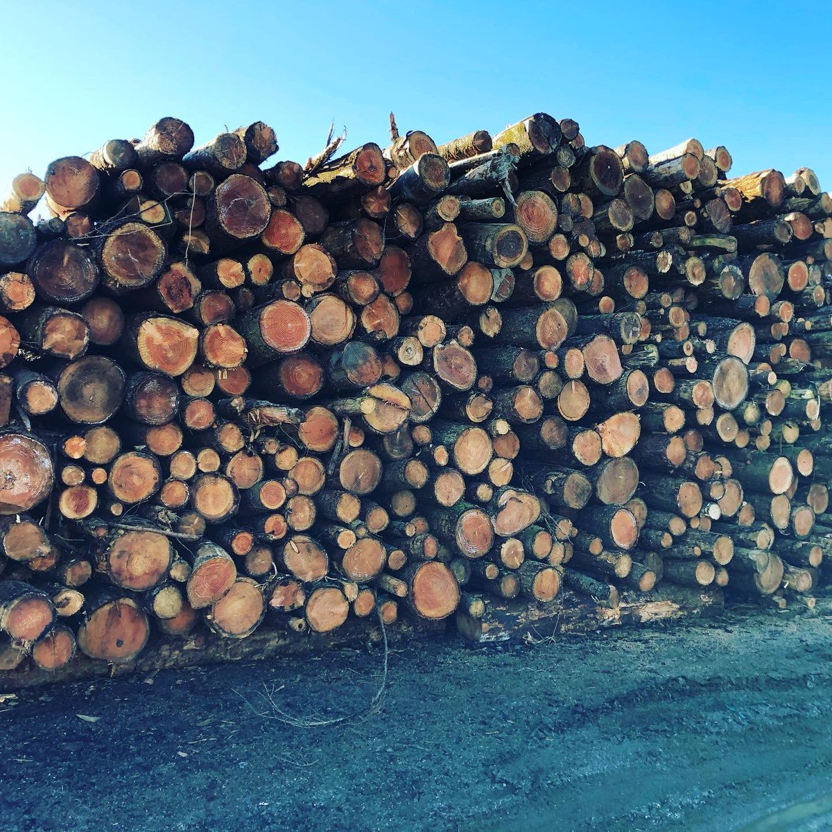 HeatYourHome1's tweet photo. Chopping logs in the winter sun. What a lovely day.
#firewood #stackwood #choppedwood #naturalfire #fire #keepmewarm #winter #logs #cozynights #firewoodseason #fire #woodheat #interier #cornwall #helston #keepthehomefiresburning #softwood #livefire #openfire #cantbeatarealfire https://t.co/jJCYuPcN0z