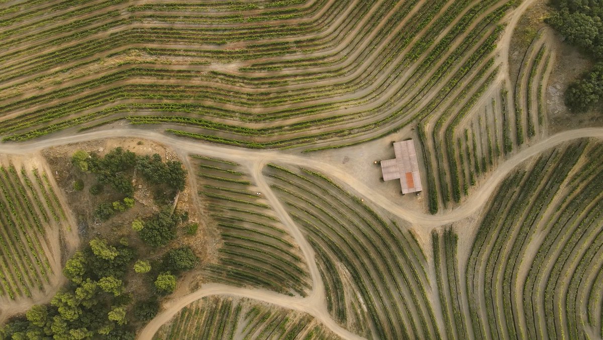 PerinetWinery's tweet photo. Our winemaker, Antoni Sànchez-Ortiz, introduces us to key concepts for the understanding of the #PrioratTerroir. 

Perinet stories are etched into rock, as could not be otherwise.
👇Find it out!
https://t.co/BiZi6cBsru 
.
.
#PerinetWinery #Perinet #Priorat #doqpriorat #WineMakers https://t.co/oJJZTt9Aay