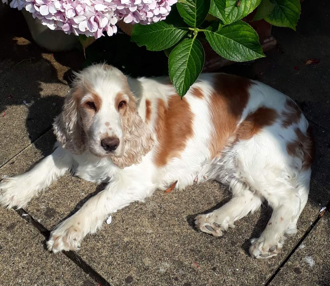 Kent police appeal for Daisy