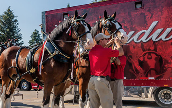 Anheuser-Busch Benches Budweiser From Super Bowl Advertiser Starting Roster tinyurl.com/y4ujkf39