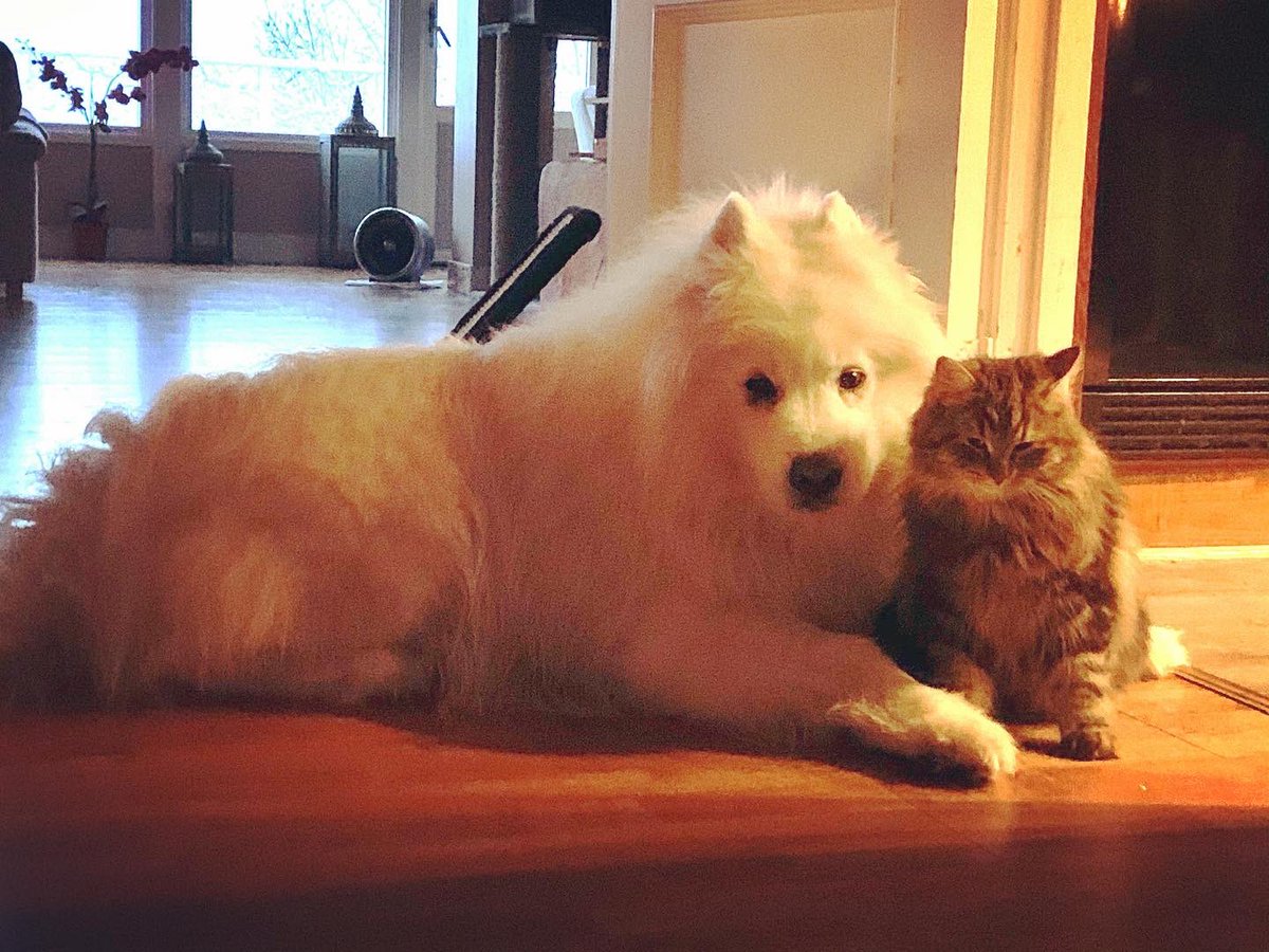 All we need is love ❤️❤️
#ripleythesamoyed ##elsathecat 