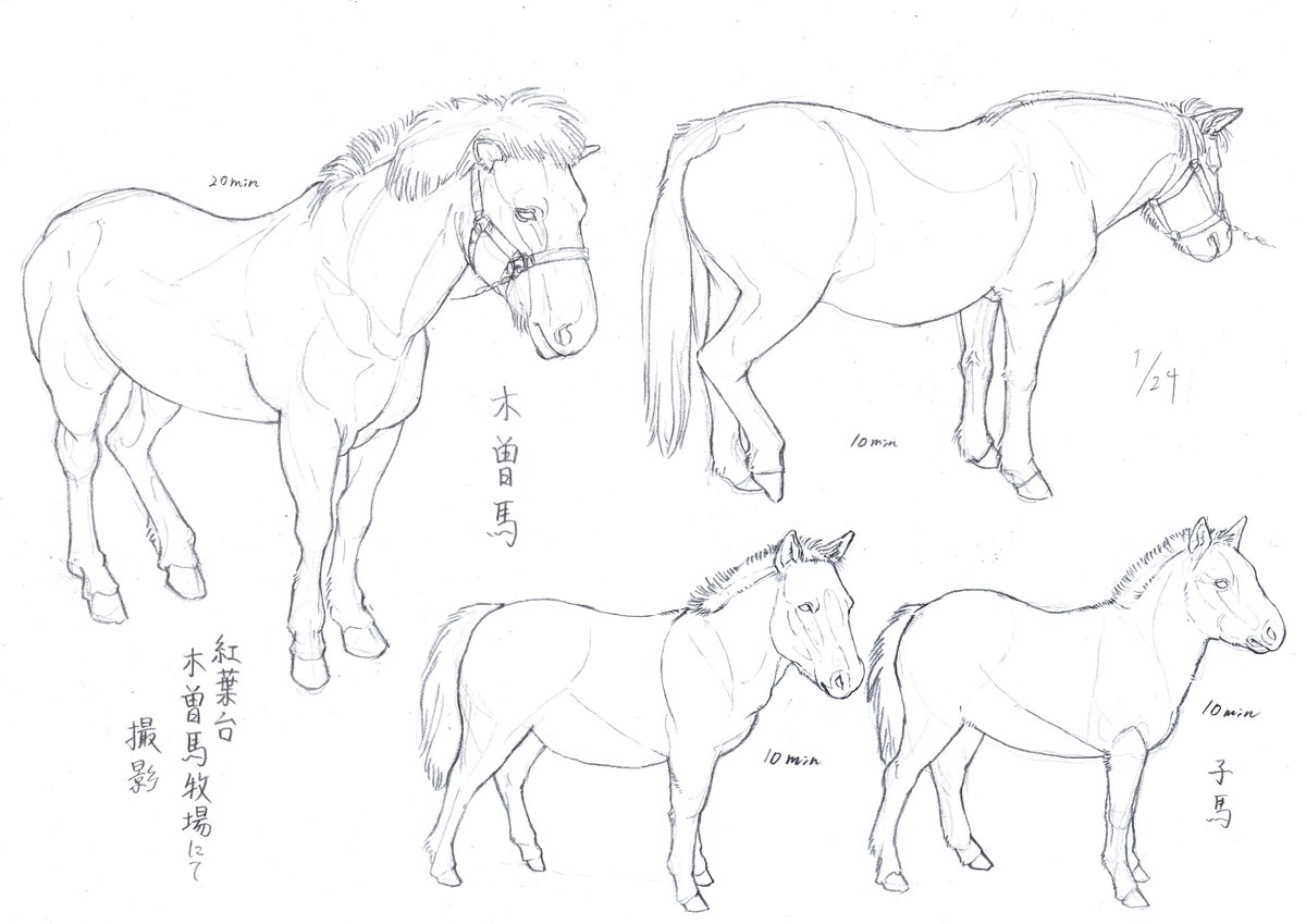 2021.24-25
さまざま馬 木曽馬、御崎馬、サラブレット
時間を計って描いてます 