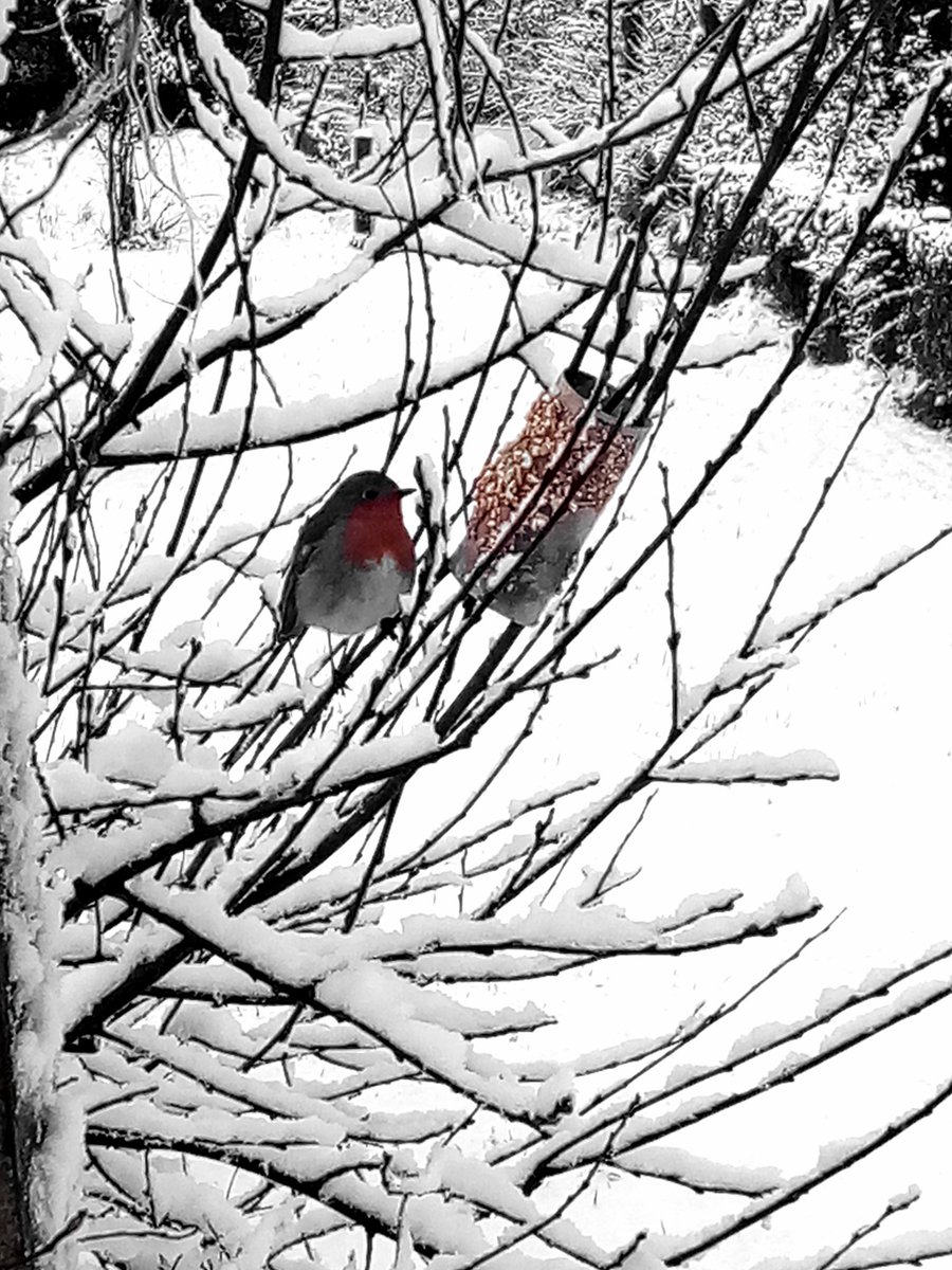 KitKelly101's tweet image. Home made bird feeder going down a treat. Cardboard insert, covered in peanut butter and rolled in seeds