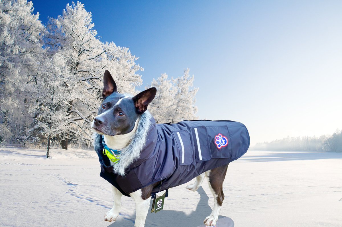 MelissaJPeltier's tweet photo. Frannie looks quite fetching in the new @CanadaPooch coat her daddy bought her. #SupermodelDog https://t.co/nkFKDQ9NMc