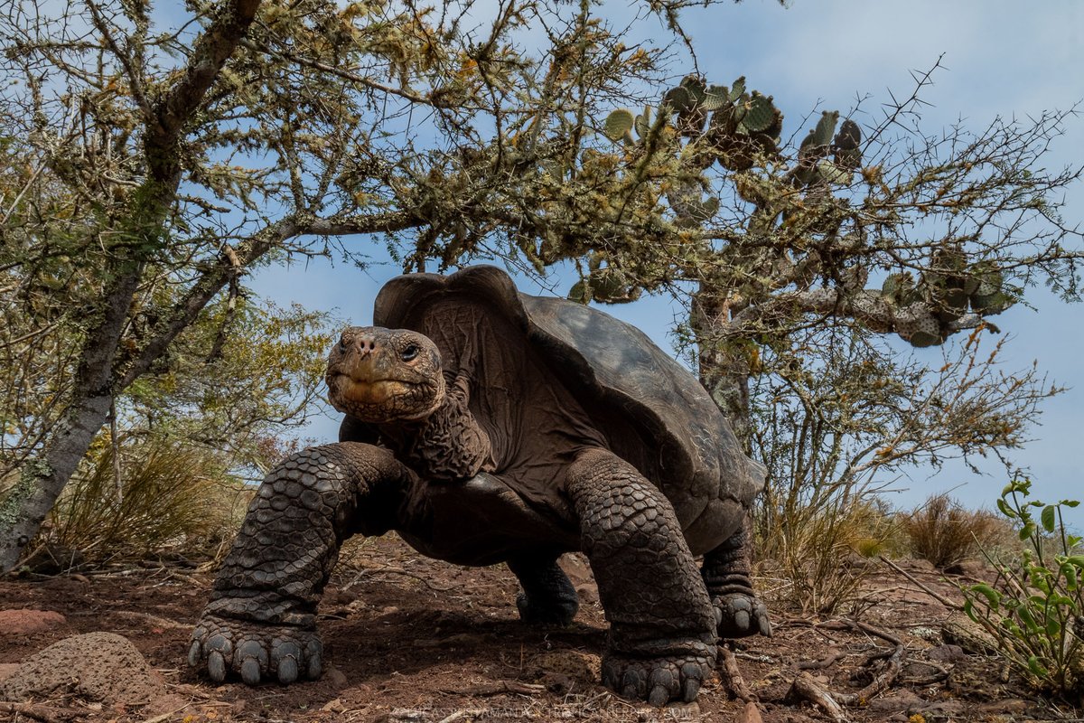 Tropical Herping (@tropicalherping) on Twitter photo A brief sample of the work 📷 that our co-founder and director of photography <a href="/luksTH/">Lucas Bustamante</a> has been doing in the
#Galapagos 🏝 during the last year, partnering with @SaveGalapagos and the <a href="/parquegalapagos/">Parque Galápagos</a>
bit.ly/TH_Galapagos_C… A brief sample of the work 📷 that our co-founder and director of photography <a href="/luksTH/">Lucas Bustamante</a> has been doing in the
#Galapagos 🏝 during the last year, partnering with @SaveGalapagos and the <a href="/parquegalapagos/">Parque Galápagos</a>
bit.ly/TH_Galapagos_C…