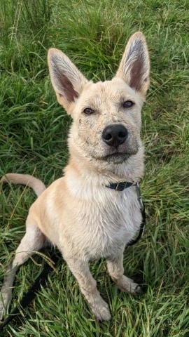 4lyfe_rescue's tweet photo. Mad frecks to offset his blue steel
π
#Gray4lyfe #puppiesofinstagram #Dogsofcanberra #NotAvailableYet #adoptdontshop #MudFreckles #adventuretime https://t.co/8UvmZv7ELO