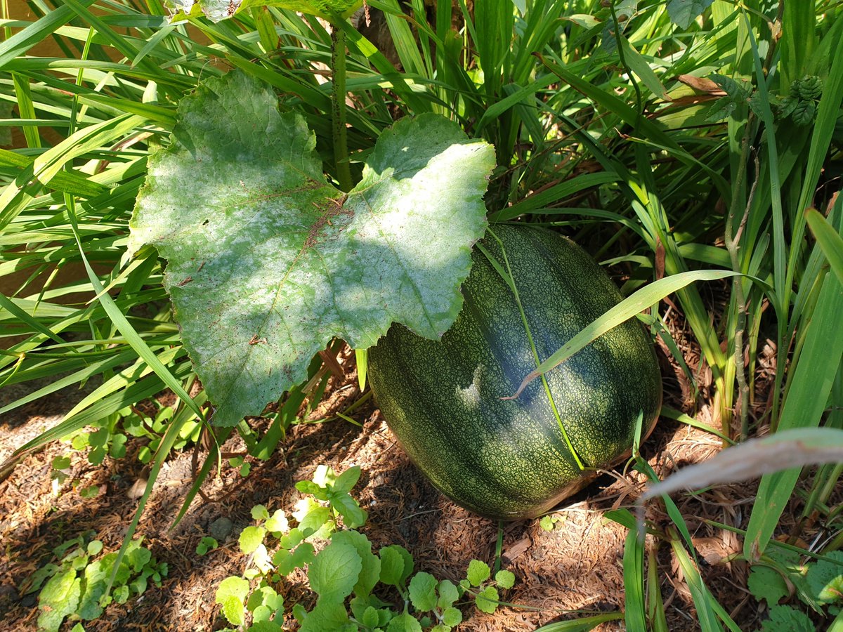 3) Growing things: If there’s one thing that kept me sane in Lockdown 1, it was gardening. This may be why I’m finding this lockdown much harder. Still, Spring is not far: u can start sowing indoors soon. Watching things grow helps children visualise time passing during lockdown.