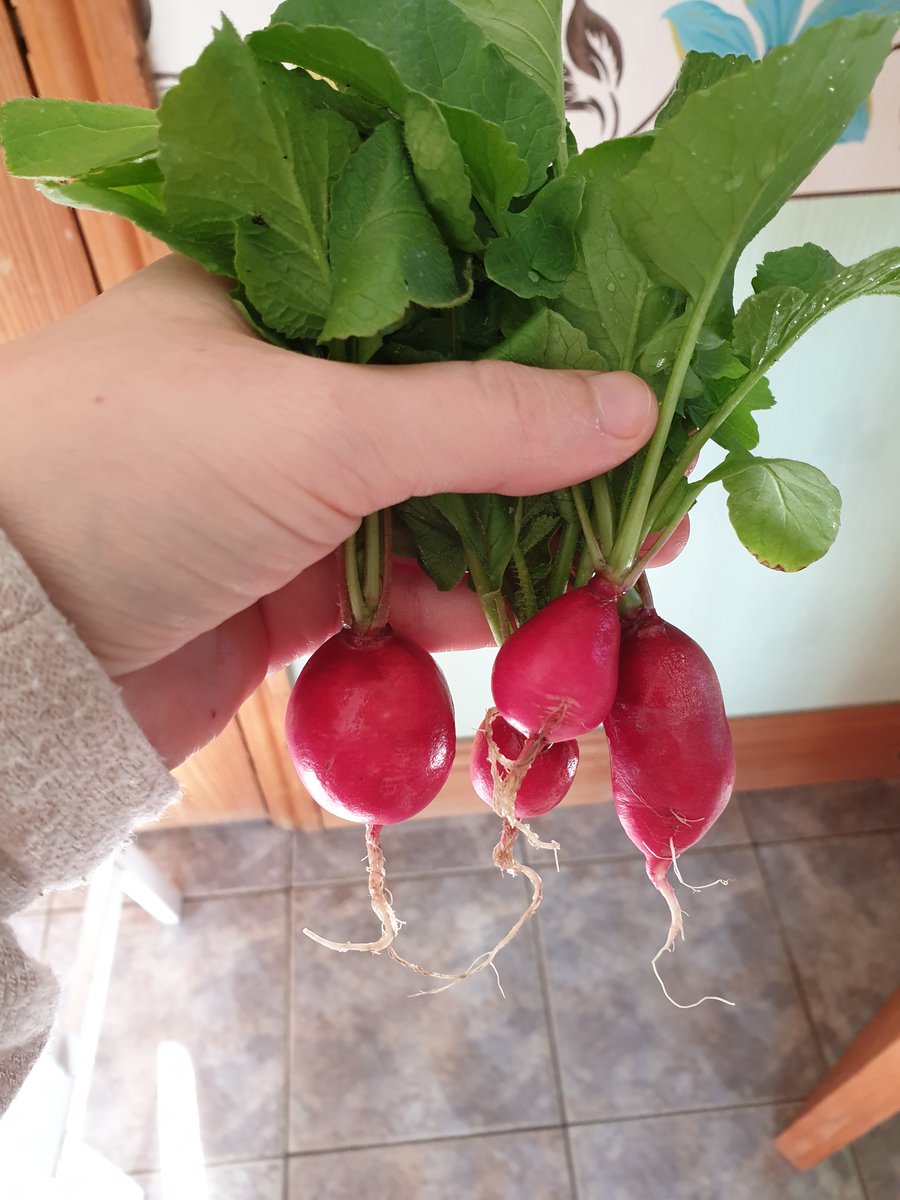 If you’re completely new to gardening or lack the outdoor space, I highly recommend radishes: each child can grow their own in an individual pot and they’re relatively quick & easy to grow (4-6 weeks to harvest).  #Bilingualparenting tip: make bilingual seed labels.