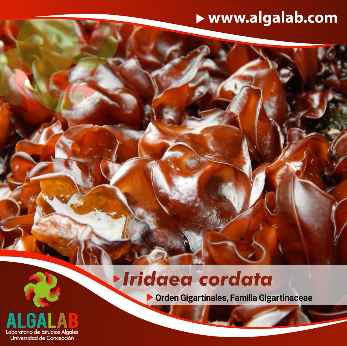 #FichasAlgalab😎
Alga roja “Iridaea cordata”, mide hasta 35cm de longitud. Especie presente en la zona antárctica y subantárctica, aunque estudios genéticos recientes sugieren que los organismos presentes en ambos lugares serían especies distintas🤯.
#AlgasRojas
#Rhodophyta
#Luga