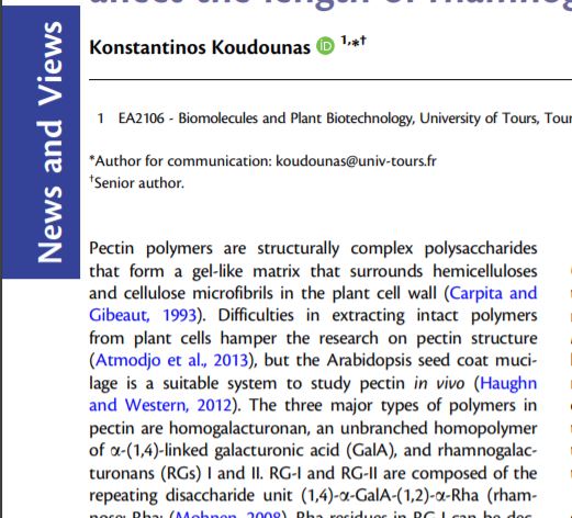 NEWS &amp; VIEWS:  Players in pectin production: rhamnose transporters affect the length of rhamnogalacturonan-I academic.oup.com/plphys/advance…