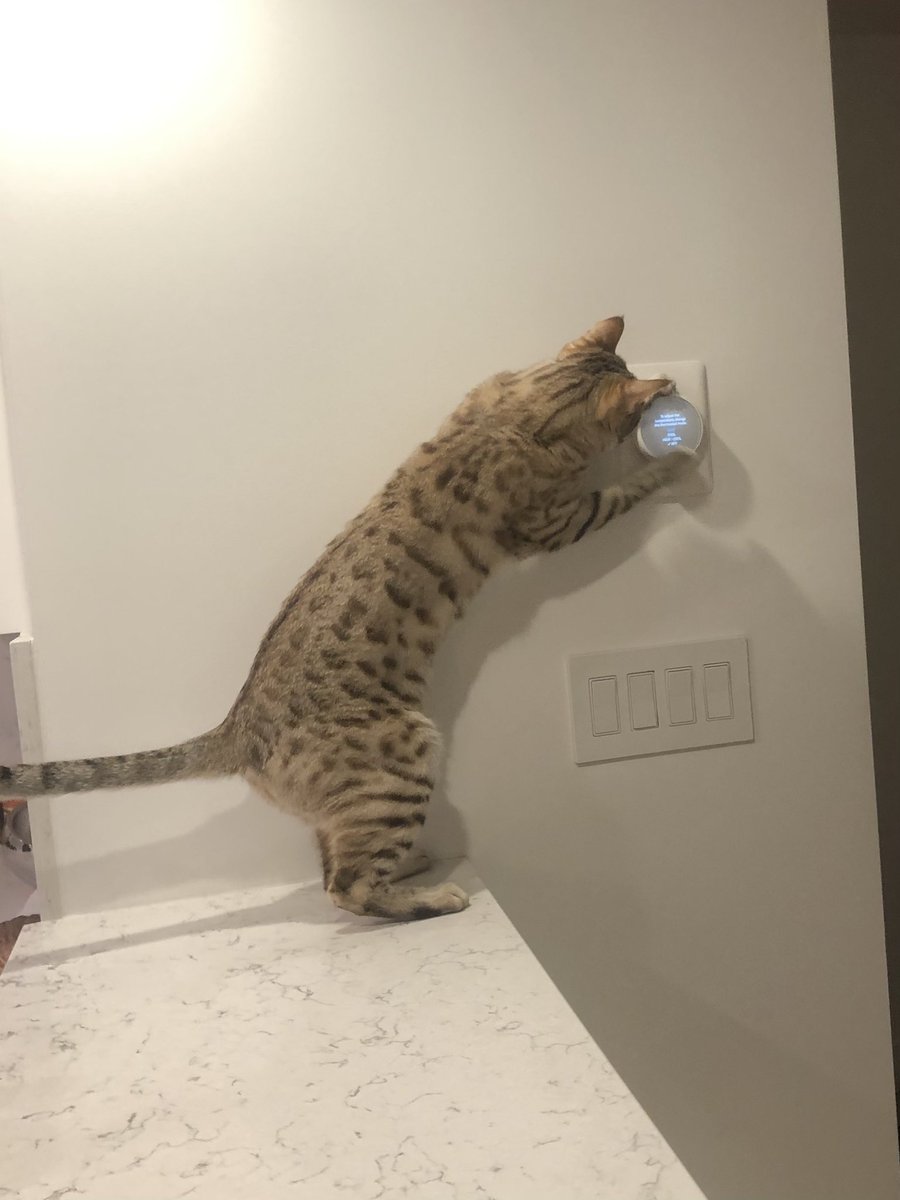 Samara Redway tweet media