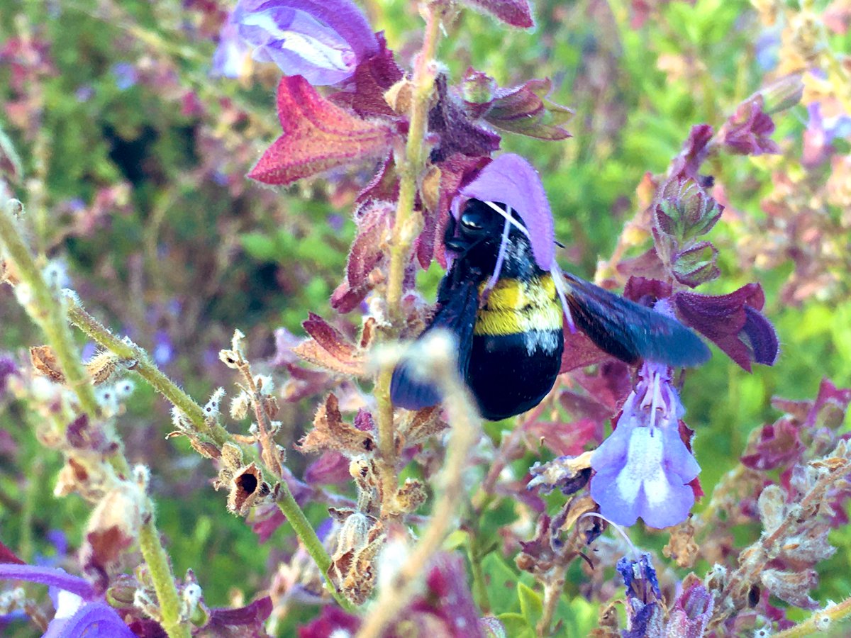 noxthelion's tweet photo. Xylocopa capensis is that you foraging that Salvia? #plantpollination #plantsarecool https://t.co/b7ZmzP4YgY